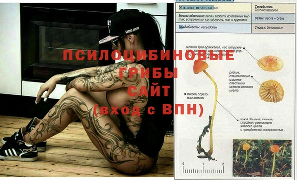 стаф Абинск